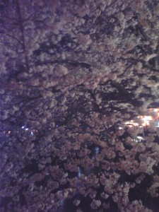 桜1