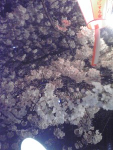 桜2