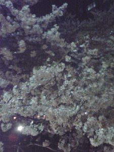 桜3