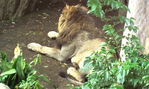 百獣の王