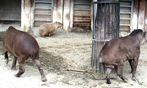 逃げるカピバラ