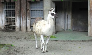 馬のような生き物