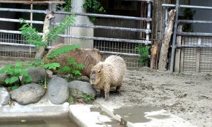 カピバラ
