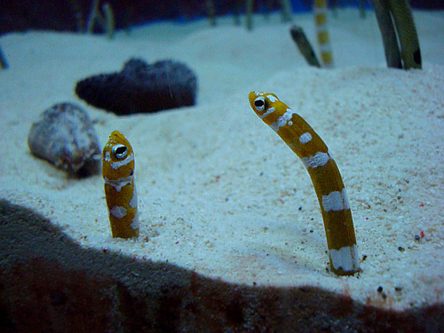 デジカメで、初めて撮った写真。沖縄美ら海水族館にて