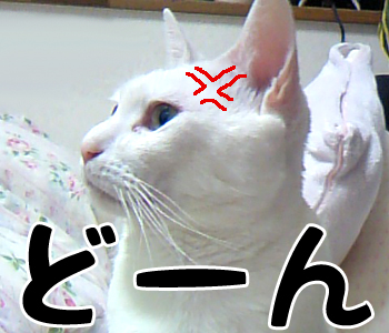 めっちゃ眉間にシワよってます・・・
