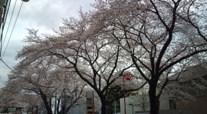 ほぼ満開です