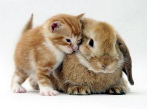 か…かわいい。うさぎ&ちびねこ