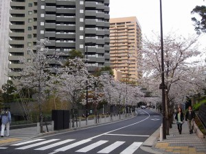 sakura_201104-01 sakura_201104-01
