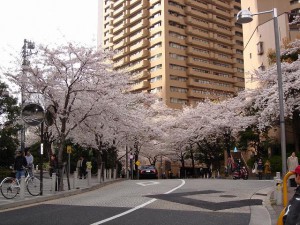 sakura_20110402 sakura_20110402