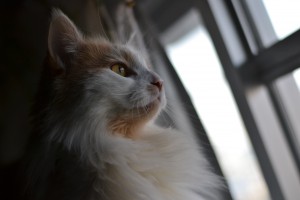 dsc_0060 dsc_0060