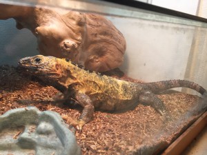 バナナスパイニーテールイグアナ バナナスパイニーテールイグアナ