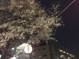 桜 桜