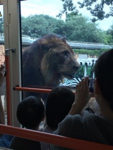 ライオン