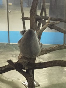 コアラ