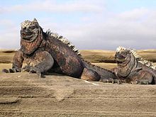 ガラパゴスウミイグアナ