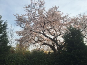 桜