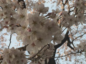 桜2